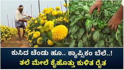 ಕೋಲಾರದಲ್ಲಿ ಕುಸಿದ ಚೆಂಡು ಹೂ, ಕ್ಯಾಪ್ಸಿಕಂ ಬೆಲೆ..! ರೈತ ಕಂಗಾಲು