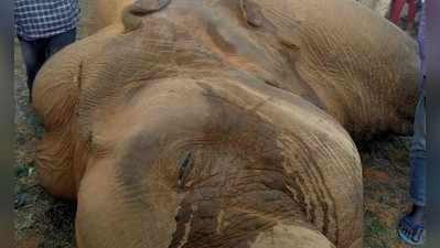 Jharkhand News: 11 हजार वोल्ट के तार की चपेट में आने से जंगली हाथी की मौत