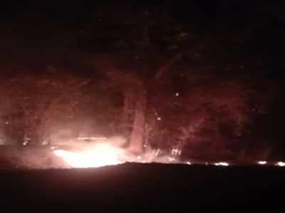बांधवगढ़ टाइगर रिजर्व में लगी आग के बीच मिला बाघिन का शव, अफसरों ने साधी चुप्पी