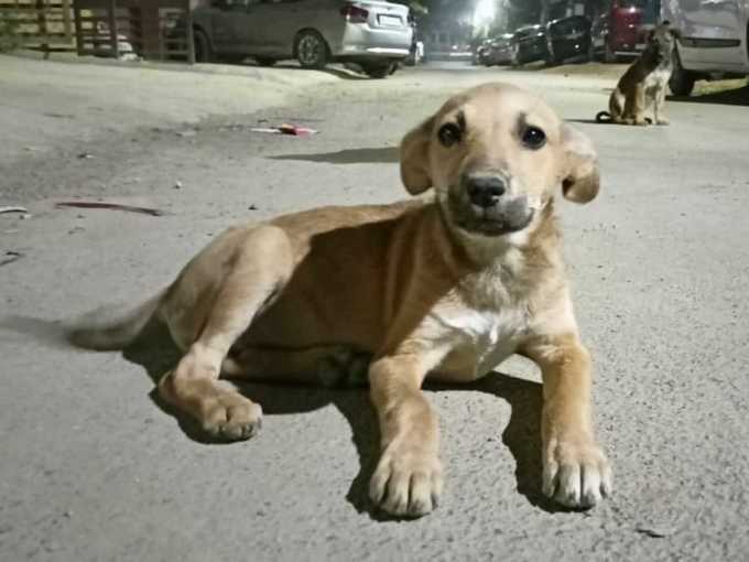 realme 8 night shot with dog