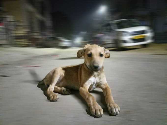 potrait shot with dog in night