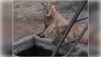 Gujarat News: सुबह घर के बाहर बैठे दिखे शेर, वो भी दो-दो, फिर हुआ यू... वीडियो वायरल