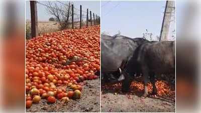 Farmers Problem: टमाटर की बंपर पैदावार ही बनी किसानों की मुसीबत, सड़क पर जानवरों को खिला रहे अपनी फसल