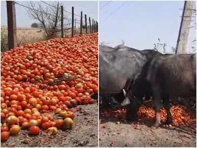 Farmers Problem: टमाटर की बंपर पैदावार ही बनी किसानों की मुसीबत, सड़क पर जानवरों को खिला रहे अपनी फसल