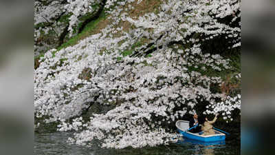 Japan Cherry Blossom: सफेद-गुलाबी फूलों से ढका जापान, 1200 साल में पहली बार इतनी जल्दी आई बहार तो वैज्ञानिक क्यों परेशान?