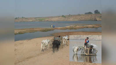 Bundelkhand Water Crisis: बुंदेलखंड तेरी यही कहानी! अनाज ढोने वाली बैलगाड़ी...केन नदी से लाद रही पीने का पानी