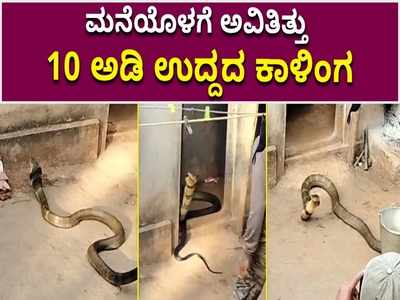 ಶಿರಸಿ: ಮನೆಯೊಳಗೆ ಅವಿತಿದ್ದ ಬೃಹದಾಕಾರದ ಕಾಳಿಂಗ ಸರ್ಪ ರಕ್ಷಣೆ!