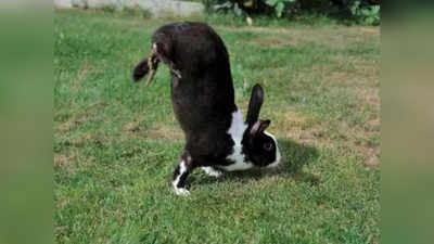 Alfort Rabbits: पैरों पर चलते नहीं, हाथ पर कूदते हैं ये खास खरगोश, 80 साल से पहेली बनी प्रजाति का सच अब सामने