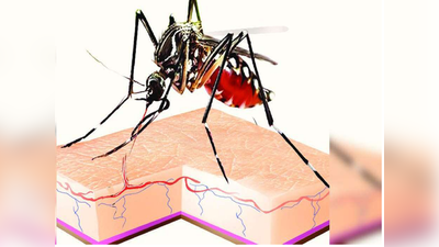 क्या मच्छरों से इस बार आप भी ज्यादा परेशान हैं? वजह जान लीजिए