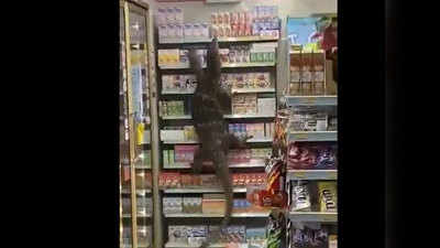 वीडियो: दु‍कान की दीवार पर चढ़ गई 9 फुट लंबी छिपकली, दहशत में आए लोग