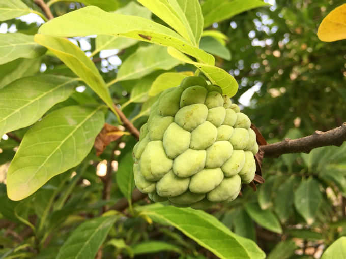 ​ಗಾಯಗಳನ್ನು ಬಹಳ ಬೇಗನೆ ವಾಸಿ ಮಾಡುತ್ತದೆ