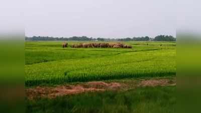 হাতির হামলায় ত্রস্ত জঙ্গলমহল