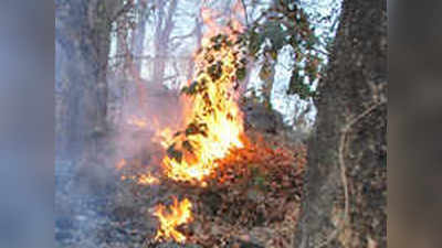 नागझिरा जंगलातील आगीत तीन मजुरांचा मृत्यू; मुख्यमंत्र्यांनी तात्काळ घेतली दखल
