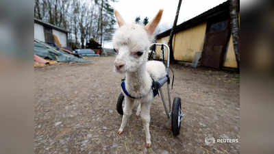 Alpaca: सिर्फ दो पैरों पर चल रही थी अनाथ अलपाका, अब पहियों पर दौड़ रही जिंदगी, देखें वीडियो