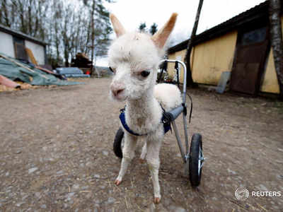 Alpaca: सिर्फ दो पैरों पर चल रही थी अनाथ अलपाका, अब पहियों पर दौड़ रही जिंदगी, देखें वीडियो