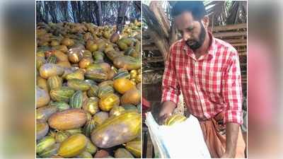 വിളവെടുത്തത് 70 ക്വിൻ്റൽ കണിവെള്ളരി; വാങ്ങാനാളില്ല, കണ്ണീരിലായി കർഷകൻ, വീഡിയോ കാണാം