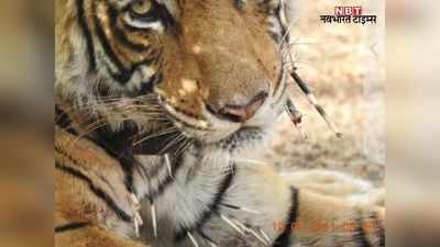 Rajasthan: बाघिन को इस जीव का शिकार करना पड़ा महंगा, वन विभाग में बड़ी मुश्किल से बचाई जान