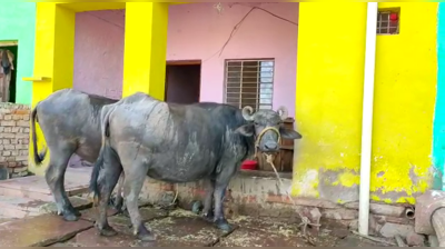 बेखौफ अपराध : भैंस चोरों ने युवक को मारी गोली, 30 अप्रेल को होनी है उसकी शादी