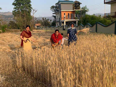 ससुराल में फसल काटती दिखीं रंगोली चंदेल, कंगना रनौत ने शेयर की बहन की तस्वीर