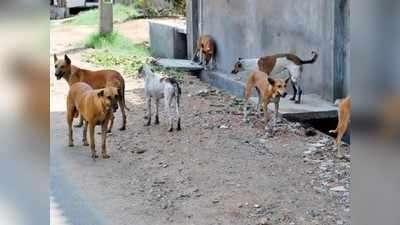 करोनाबाधित जळालेल्या मृतदेहाचे अवशेष कुत्र्यांनी आणले गावात