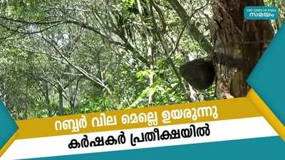 റബ്ബര്‍ വില മെല്ലെ ഉയരുന്നു; കര്‍ഷകര്‍ പ്രതീക്ഷയില്‍  