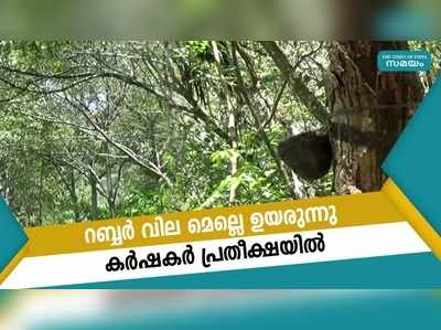 റബ്ബര്‍ വില മെല്ലെ ഉയരുന്നു; കര്‍ഷകര്‍ പ്രതീക്ഷയില്‍  