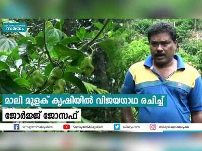 മാലി മുളക് കൃഷിയില്‍ വിജയഗാഥ രചിച്ച് ജോര്‍ജ്ജ് ജോസഫ്