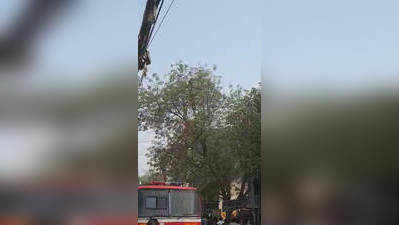सरकारी नौकरी की मांग लेकर गाजियाबाद में पेड़ पर चढ़ा युवक, सुरक्षित उतारा गया