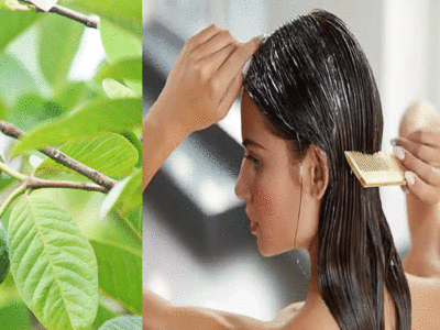 Guava Leaves Benefits: अमरूद की पत्तियों से रोकें बालों का झड़ना, काली नागिन-सी लहराएंगी आपकी जुल्फें