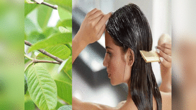 Guava Leaves Benefits: अमरूद की पत्तियों से रोकें बालों का झड़ना, काली नागिन-सी लहराएंगी आपकी जुल्फें