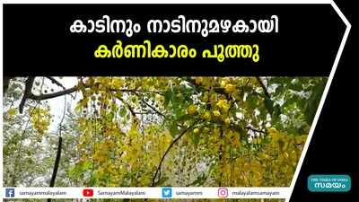 കാടിനും നാടിനുമഴകായി കര്‍ണികാരം പൂത്തു