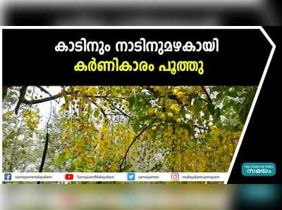 കാടിനും നാടിനുമഴകായി കര്‍ണികാരം പൂത്തു