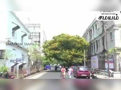 கோடைகாலத்தில் மலரும் மஞ்சள் நிற மலர்களால் ரம்மியமாக காட்சி அளிக்கும் புதுச்சேரி சுற்றுலா தலங்கள்!