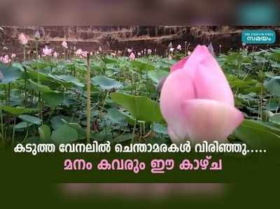 കടുത്ത വേനലില്‍ ചെന്താമരകള്‍ വിരിഞ്ഞു