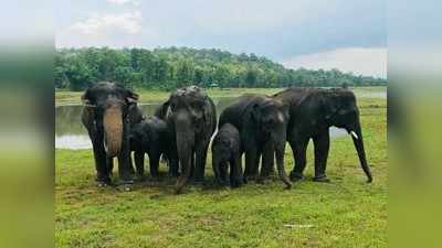 गडचिरोलीतील हत्तीकँम्पचं पर्यटकांना आकर्षण; नेमका काय आहे हा प्रकल्प?