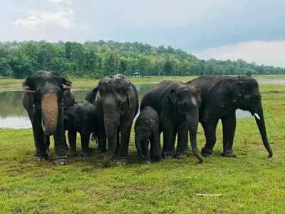 गडचिरोलीतील हत्तीकँम्पचं पर्यटकांना आकर्षण; नेमका काय आहे हा प्रकल्प?