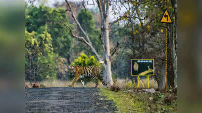 Tadoba Andhari Tiger Reserve: ताडोबा सफारीलाही १५ दिवस ब्रेक; बुकिंग केले असेल तर...