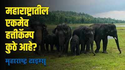 महाराष्ट्रातील एकमेव हत्तीकॅम्प बद्दल तुम्हांला माहित आहे का?