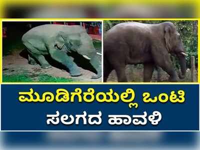 ಚಿಕ್ಕಮಗಳೂರು: ಮೂಡಿಗೆರೆಯಲ್ಲಿ ತೋಟಕ್ಕೆ ನುಗ್ಗಿ  ಆತಂಕ ಸೃಷ್ಟಿಸಿದ ಒಂಟಿ ಸಲಗದ!