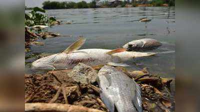 बांदीपोराः दुश्मनी के चलते तालाब में जहर डाल दिया, हजारों मछलियां मरीं, किसान को लाखों का नुकसान