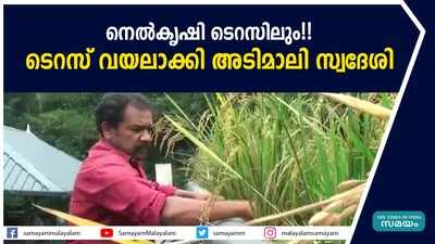 നെല്‍കൃഷി ടെറസിലും!! ടെറസ് വയലാക്കി അടിമാലി സ്വദേശി