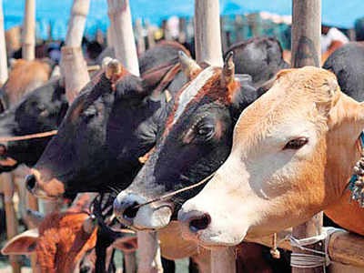 गो-विज्ञान संशोधकांना शास्त्रज्ञांचे आव्हान