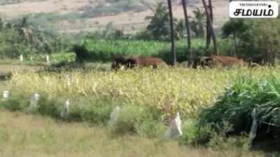 கோவை மாவட்டதில் மங்காபாளையம் என்ற கிராமத்திற்குள் புகுந்த காட்டு யானைகள் !