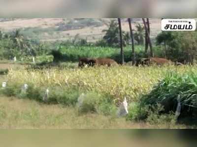 கோவை மாவட்டதில் மங்காபாளையம் என்ற கிராமத்திற்குள் புகுந்த காட்டு யானைகள் !