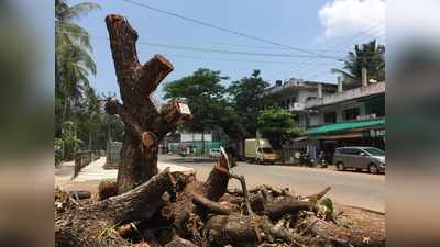 തണല്‍ മരങ്ങള്‍ വ്യാപകമായി മുറിക്കുന്നു... പ്രതിഷേധവുമായി പരിസ്ഥിതി പ്രവര്‍ത്തകര്‍, വീഡിയോ കാണാം