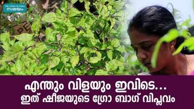 എന്തും വിളയും ഇവിടെ... ഇത് ഷീജയുടെ ഗ്രോ ബാഗ് വിപ്ലവം