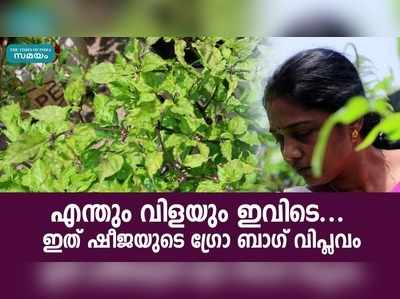 എന്തും വിളയും ഇവിടെ... ഇത് ഷീജയുടെ ഗ്രോ ബാഗ് വിപ്ലവം