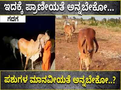 ಹಿರಿಯ ಹಸುವಿನ ಅಂತ್ಯ ಸಂಸ್ಕಾರ ವೇಳೆ ನಡೆಯಿತು ಪವಾಡ, ಸ್ವಾಮೀಜಿಗಳೇ ಮೂಕ ವಿಸ್ಮಯ!