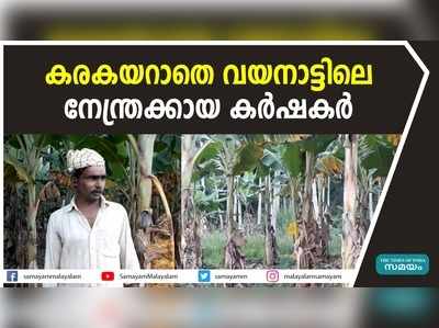 കരകയറാതെ വയനാട്ടിലെ നേന്ത്രക്കായ കര്‍ഷകര്‍; വിലസ്ഥിരയില്ലാത്തത് തിരിച്ചടി