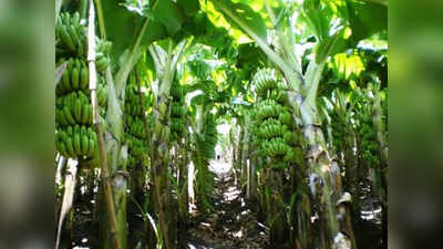 covid center: कोविड सेंटरमधून गायब वृध्दा अखेर सापडली केळीच्या बागांमध्ये
